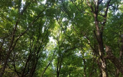 Nature’s Daily Inspiration Series – Conservation Easement Reflections: Sr. Sarah Lennon, CCVI